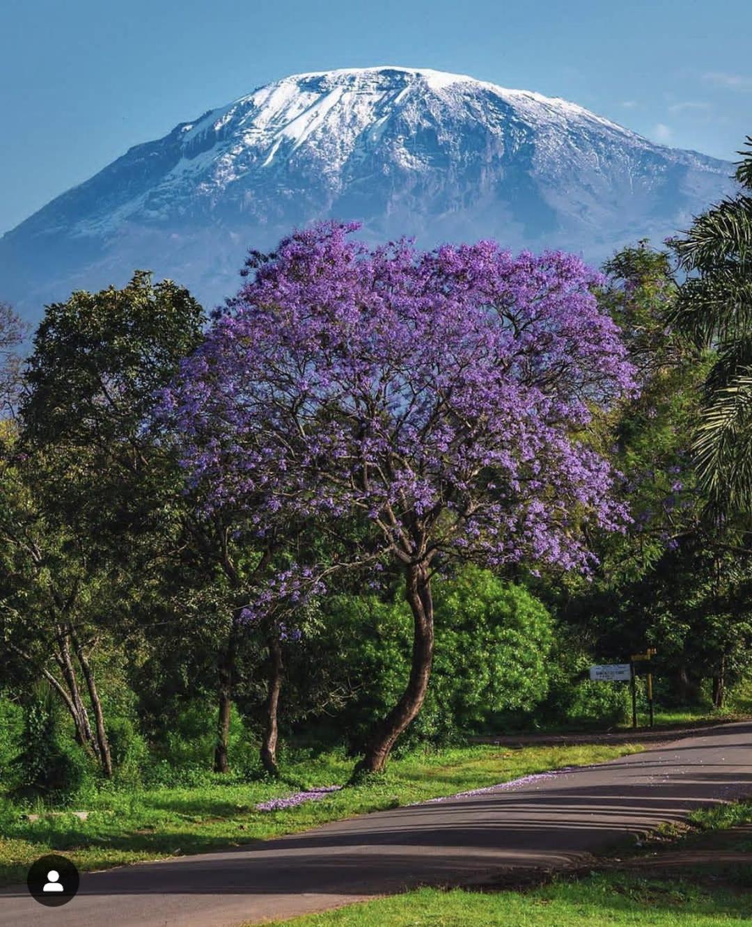 Walk With Us Africa Bed and Breakfast Moshi Buitenkant foto